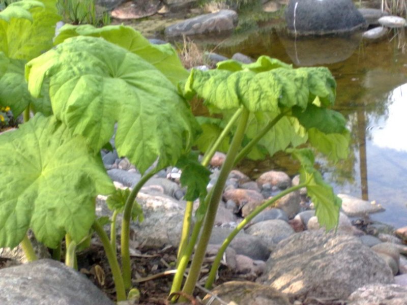 Astilboides tabularis Kilpiangervo